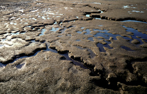 muddy lake.JPG